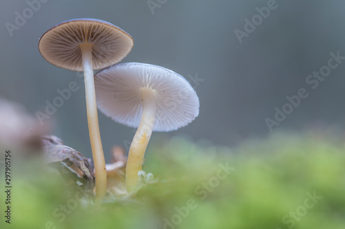 Strobilurus esculentus mushrooms in the forest.