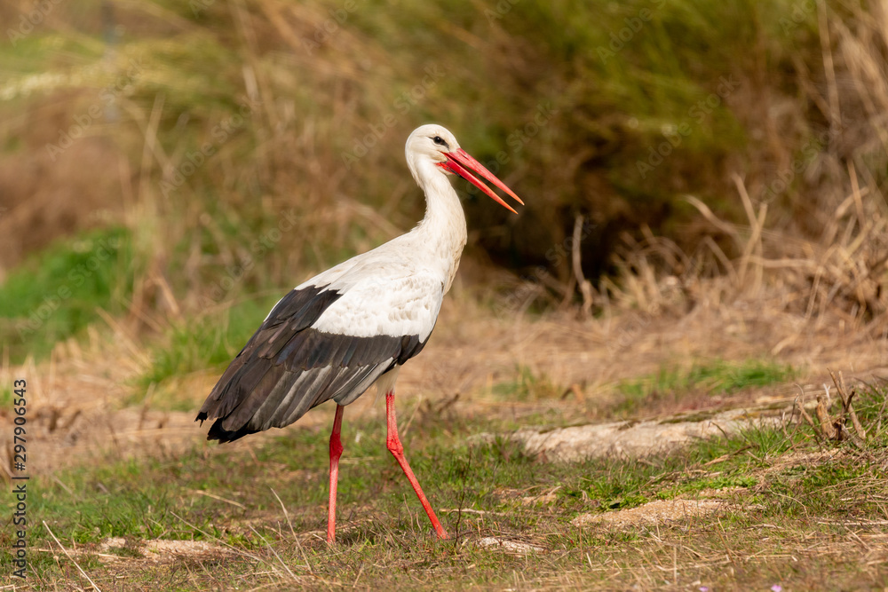 Elegant white stork Elegant white stork