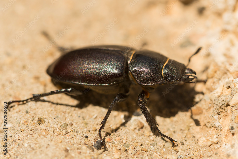 Lucanus cervus is the best-known species of stag beetle (family Lucanidae) in Western Europe. Imago, a female insect. Lucanus cervus is the best-known species of stag beetle (family Lucanidae) in Western Europe. Imago, a female insect.