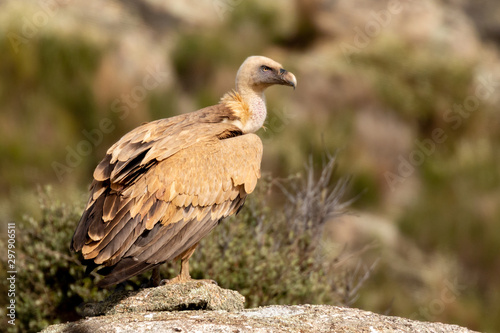 Portrait of a vulture