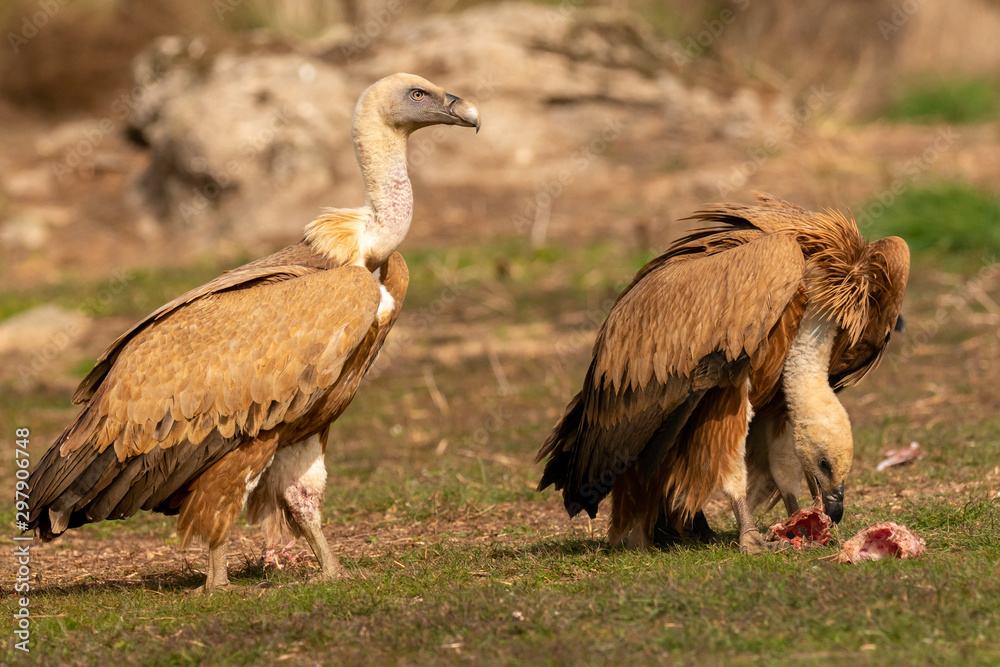 Fototapeta premium Portrait of a couple of vultures