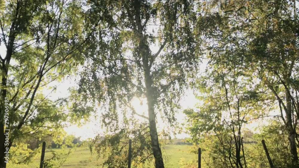 Walking past green and yellow trees in bright sunny day. Sun rays shine through the trees. Real time video. Walking past green and yellow trees in bright sunny day. Sun rays shine through the trees. Real time video.