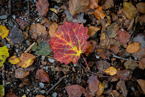 A red autumn leaf has landed on the ground in the forest photo