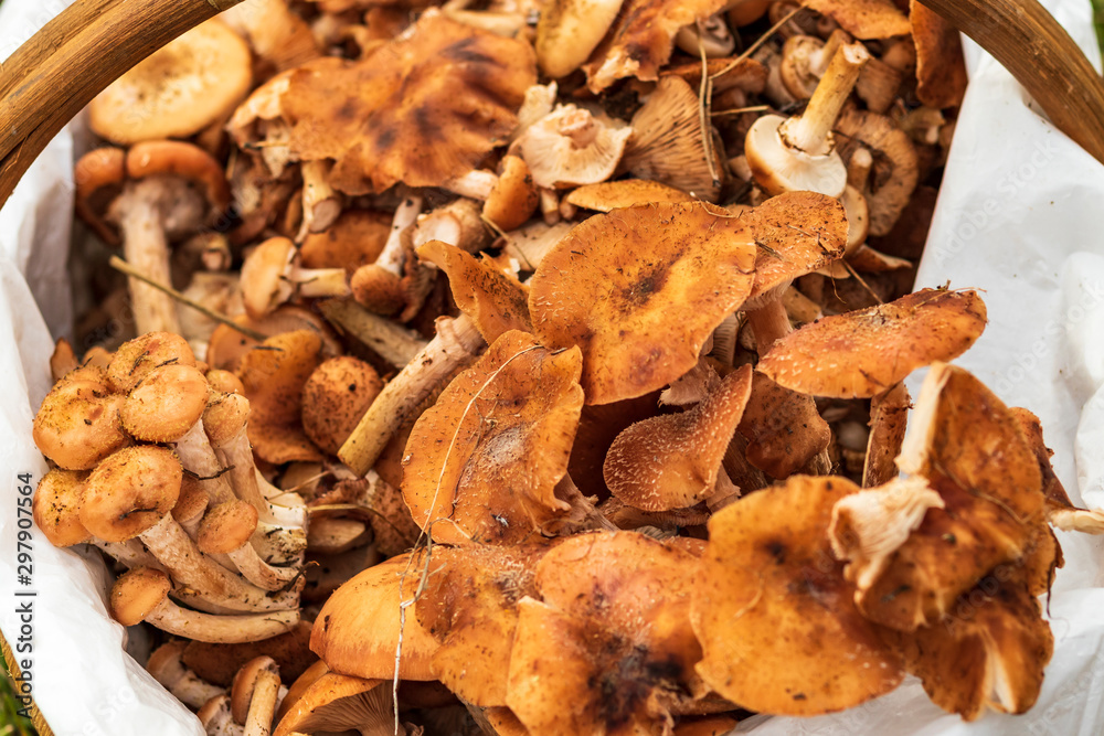 daylight. mushrooms. honey mushrooms. they are in the basket. small depth of field. daylight. mushrooms. honey mushrooms. they are in the basket. small depth of field.