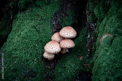 Brown mushrooms grows at a moss covered base of a tree photo