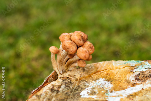 daylight. mushrooms mushrooms on a birch stump. shallow depth of field.