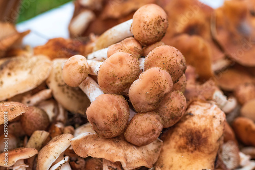 daylight. mushrooms. honey mushrooms. they are in the basket. small depth of field.