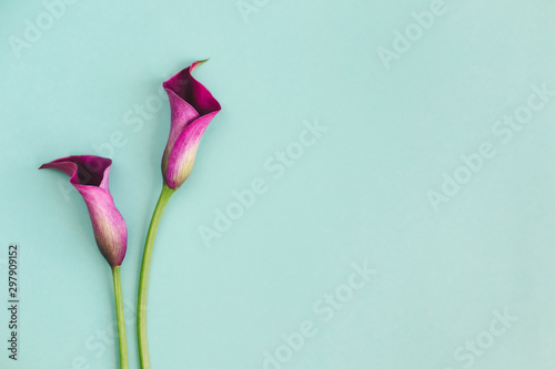 piekne-fioletowe-lilie-na-turkusowym-tle