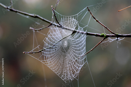 spider web on tree twig