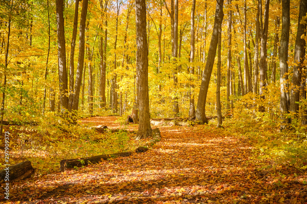 Obraz premium West Ridge Trail Autumn