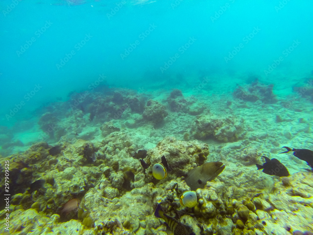 Fototapeta premium Moray eel (Muraenidae) underwater at maldives