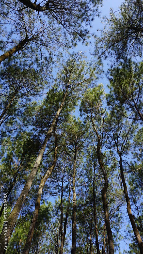 Barren pine forest in the city of jogja