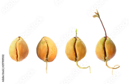 Process of growing avocado on white background