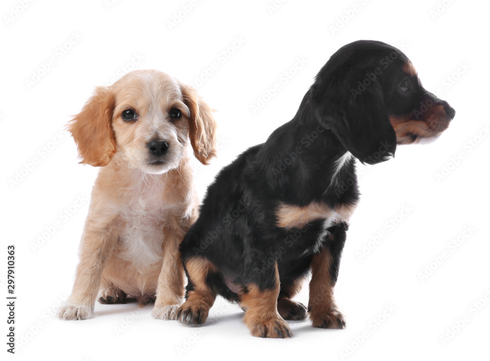 Cute English Cocker Spaniel puppies on white background