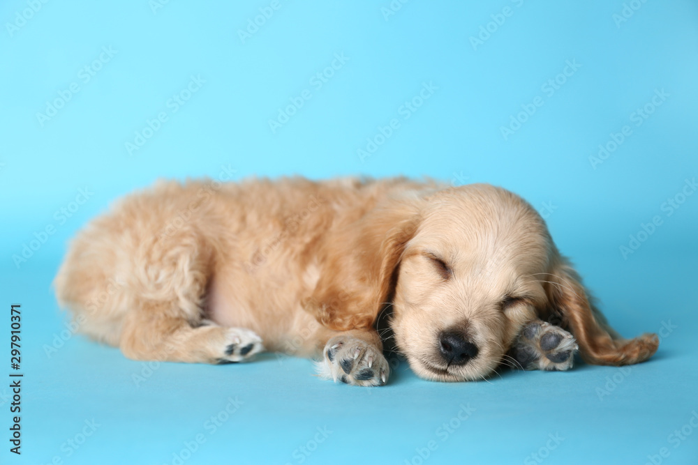 Cute English Cocker Spaniel puppy sleeping on light blue background