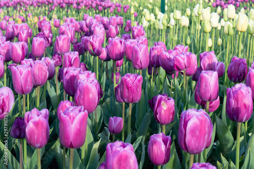 Purple tulips