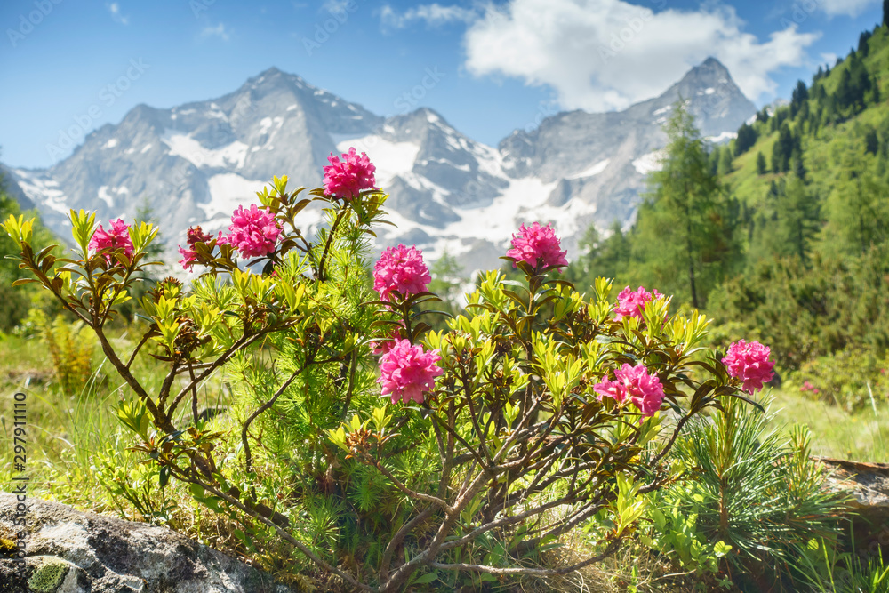 Alpenrosen in den Zillertaler Alpen mit Gletscher im Hintergrund