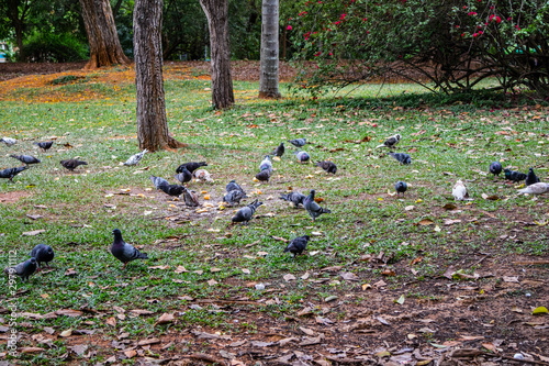 Pombas no parque comendo no gramado photo