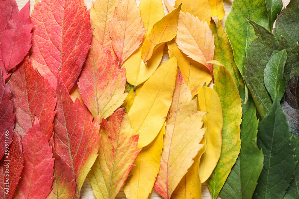 Colorful autumn leaves as background, top view Colorful autumn leaves as background, top view