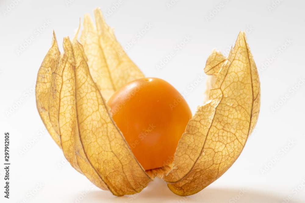 Single physalis close up isolated white background Single physalis close up isolated white background