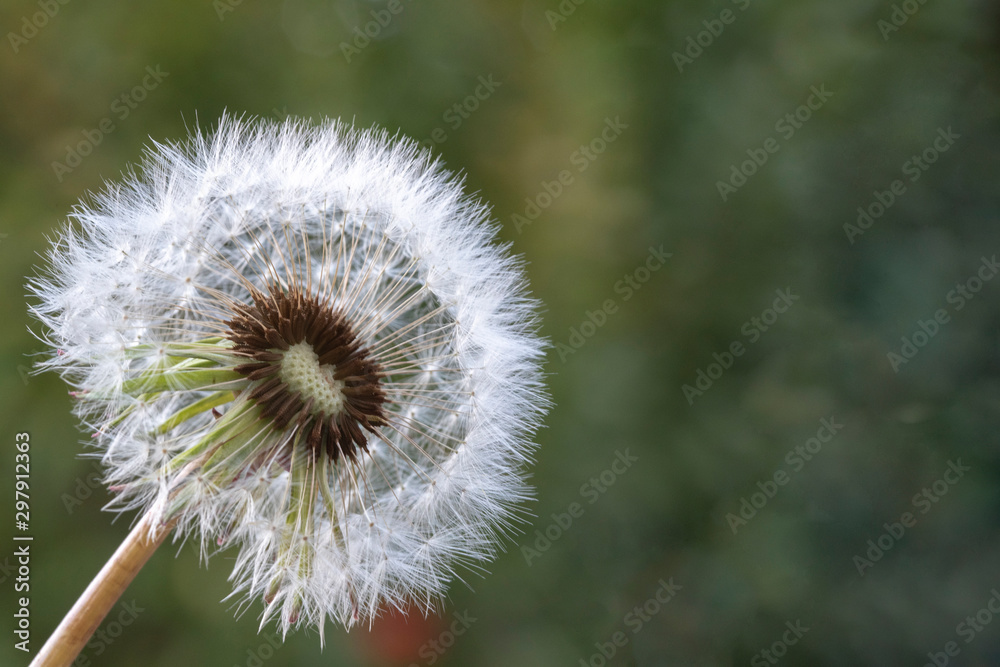 Fluffy dandelion in close up with seeds