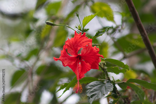 red flower hanging on a tree