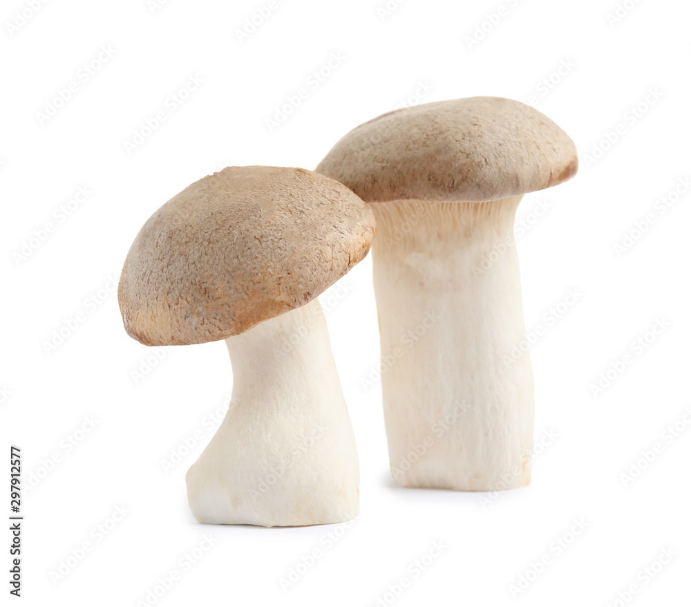 Fresh wild mushrooms on white background. Edible fungi Fresh wild mushrooms on white background. Edible fungi