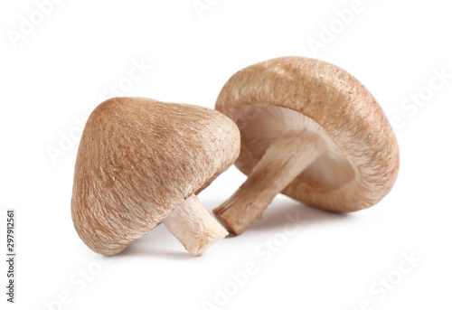 Fresh wild mushrooms on white background. Edible fungi