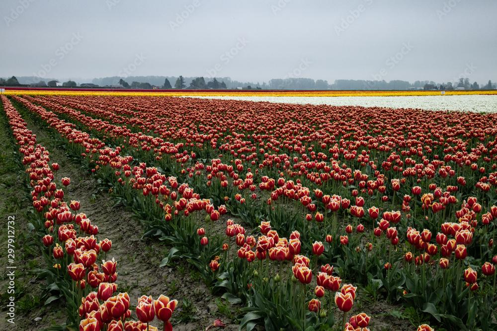 Skagit county tulips