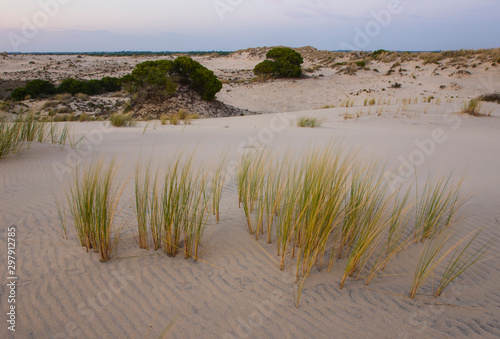 Marismas de Doñana National Park, Huelva province, Andalucia, Spain, Europe