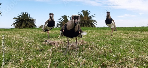 Tero family (stone curlew) taking care of their nest