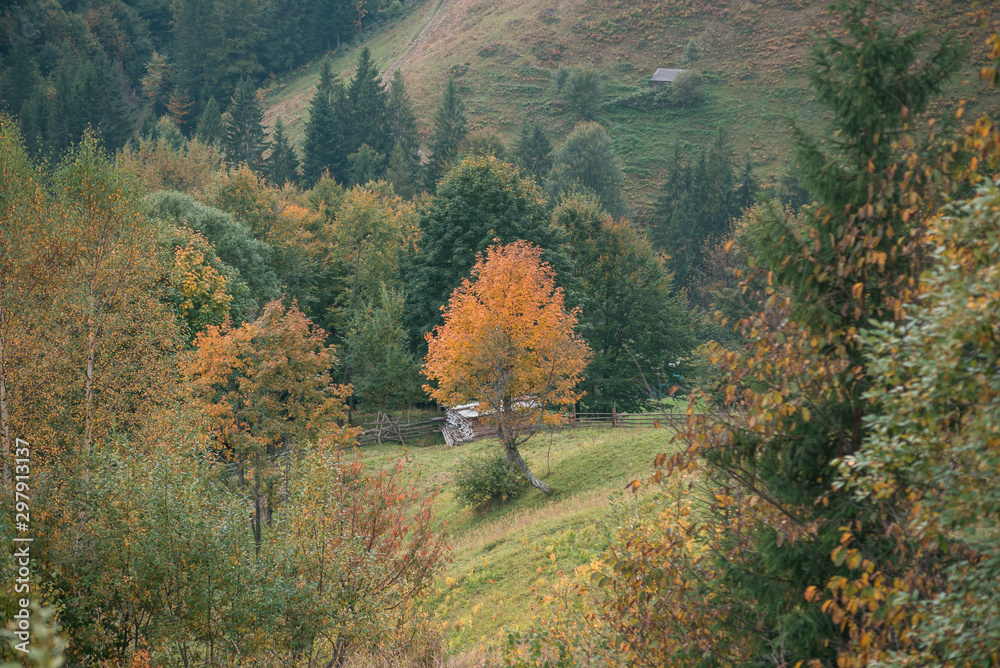Autumn tree on the hillside