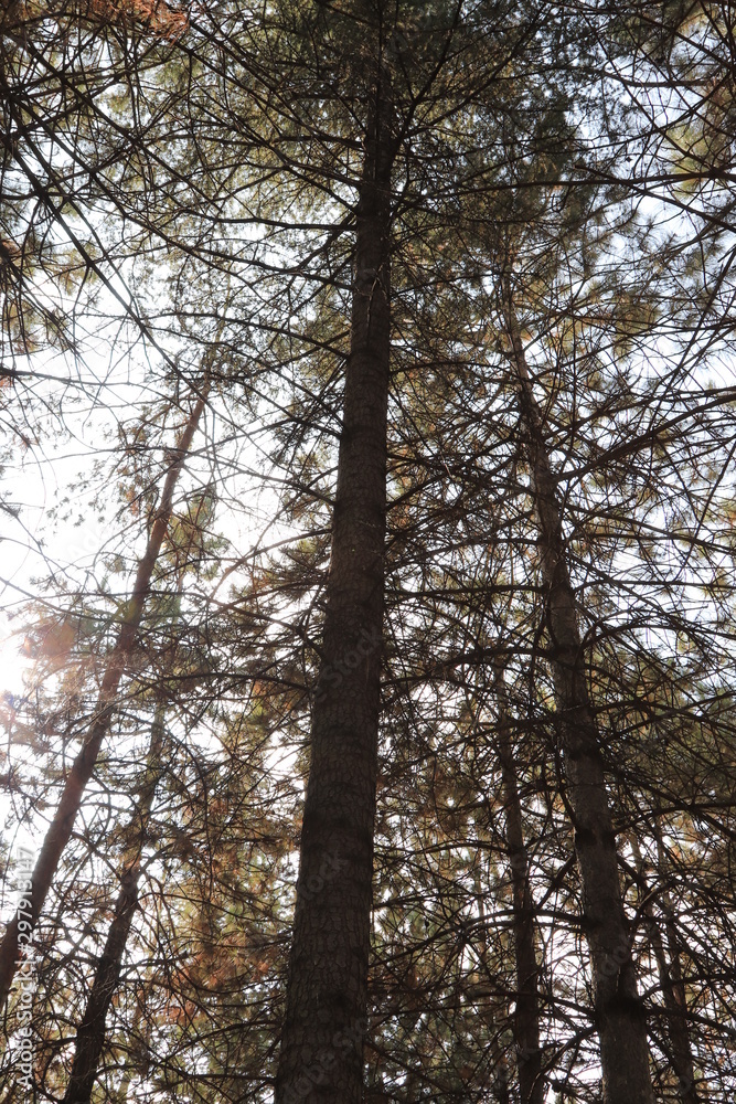 forest forest