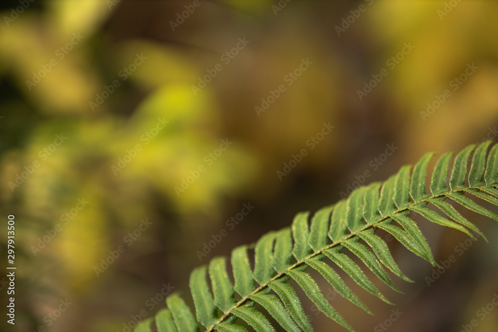 Close up of fern in the forest