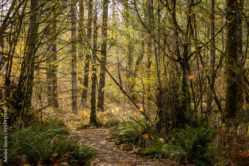Path through forest in fall Path through forest in fall