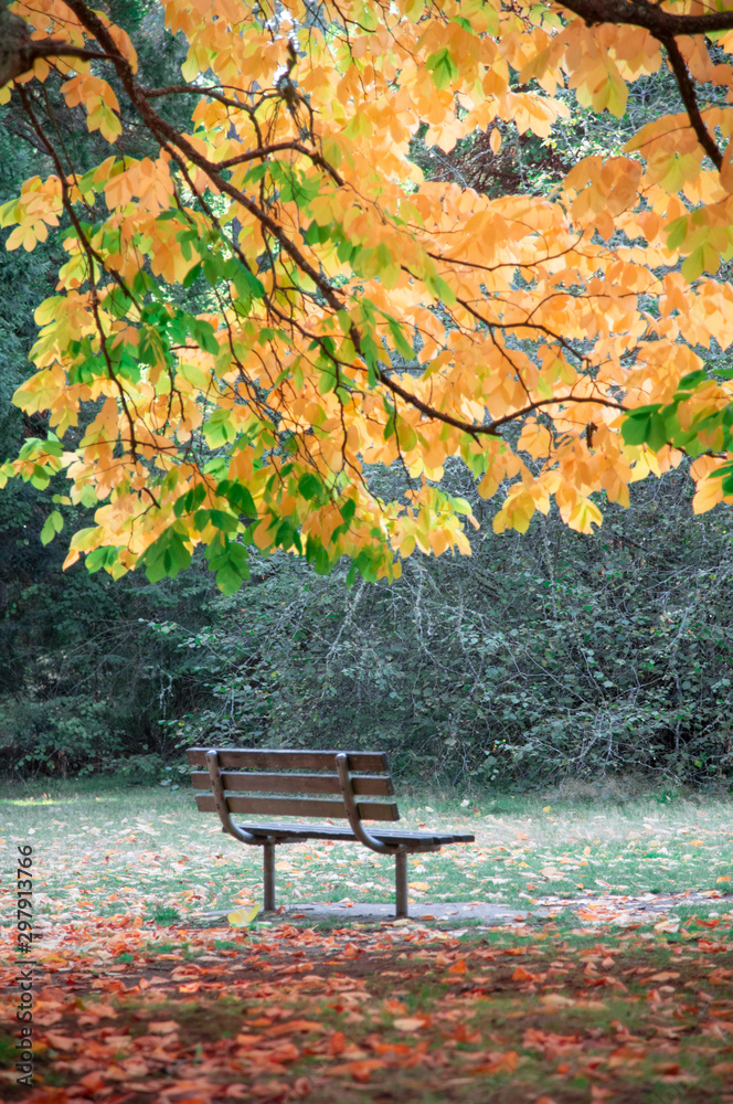 Empty park bench under autumn leaf tree branch.