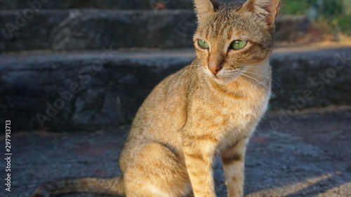 Cute cat face on a blur background