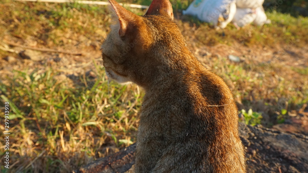 Naklejka premium A cat in the garden caught on camera