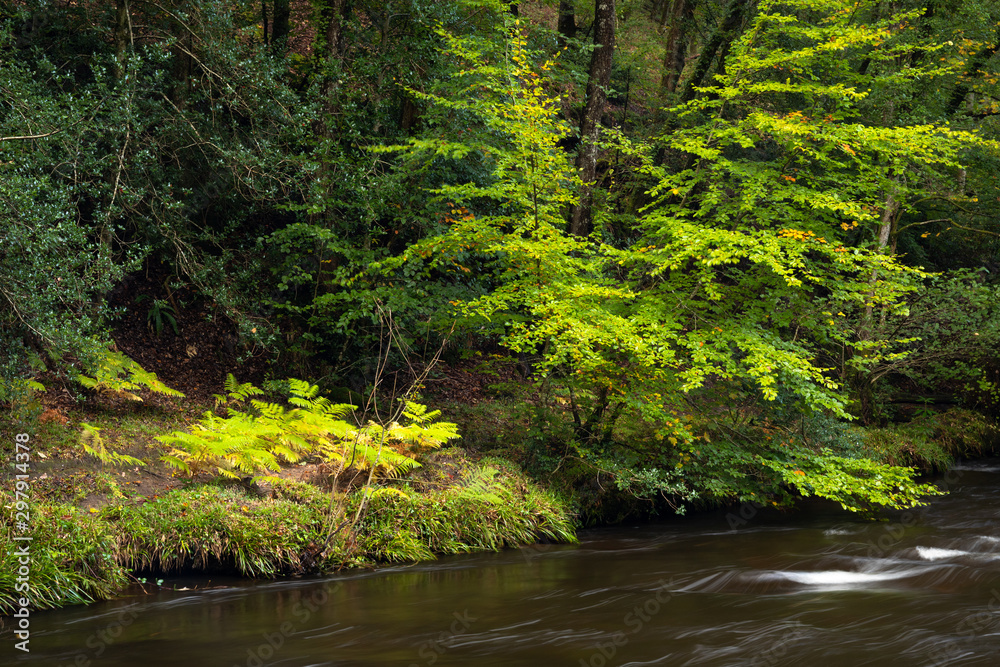 Trees on the bank of the River Teign at Fingle Bridge on dartmoor national park in early autumn Trees on the bank of the River Teign at Fingle Bridge on dartmoor national park in early autumn