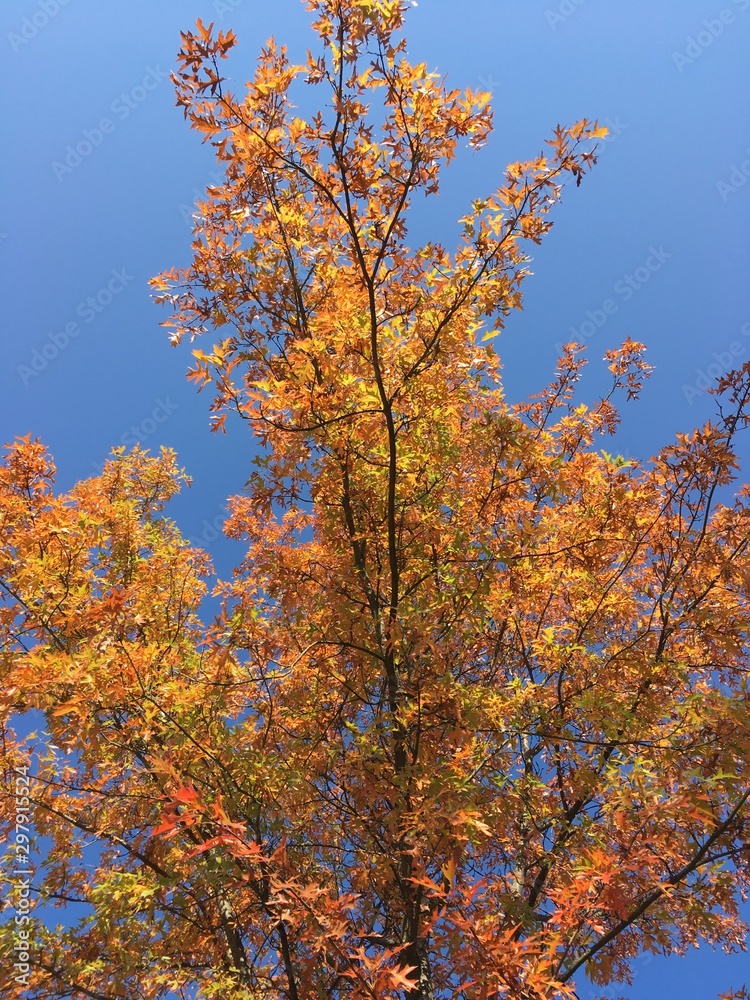 Tree Top Bronze