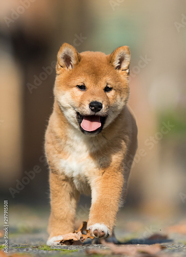 little shiba inu puppy runs