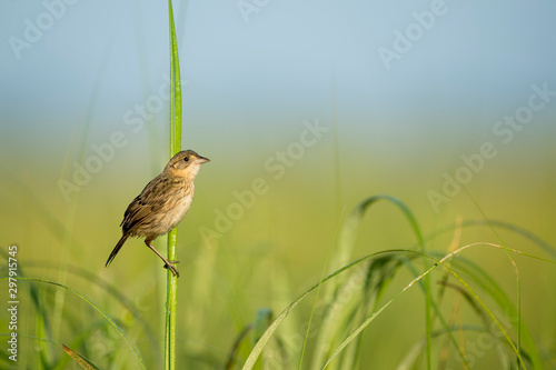 Canvas Print A Seaside Sparrow perched in the marsh grasses in the early morning sunlight with a smooth green and blue background