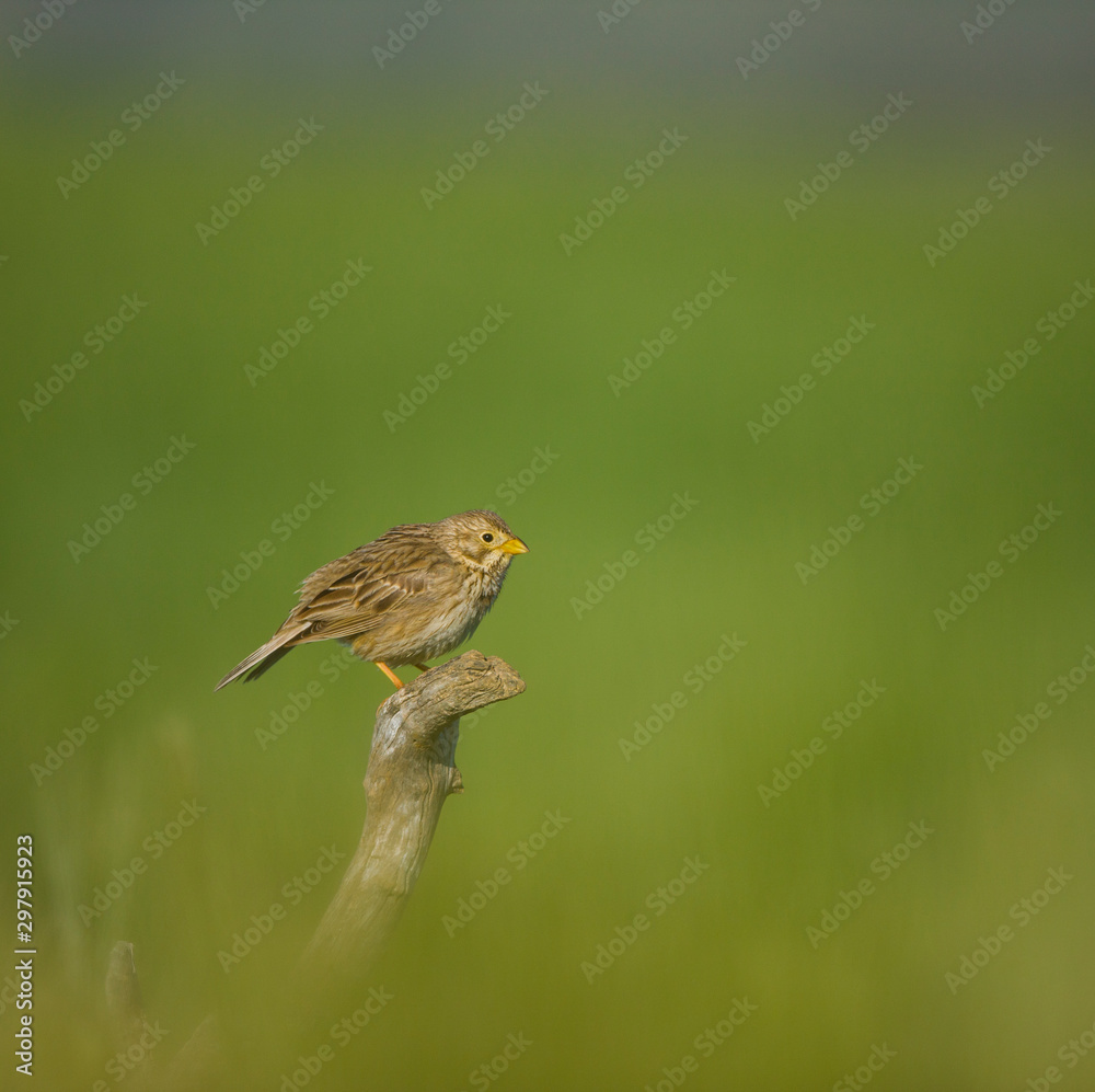 Fototapeta premium Corn bunting (Emberiza calandra), Triguero