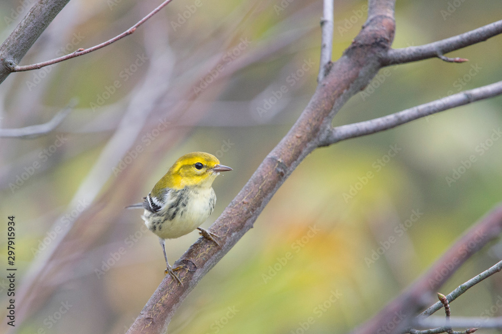 A Black-throated Green Warbler perched in a tree with green leaves in its fall non-breeding plumage.