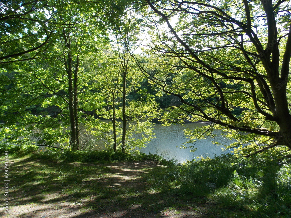 Obraz premium morning in the forest