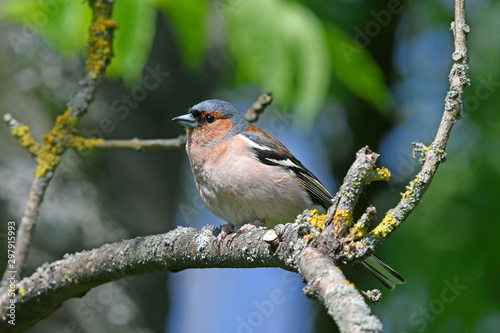 Buchfink (Fringilla coelebs) - chaffinch