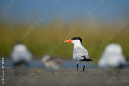 A large Caspian Tern stands in a flock of other birds in the marsh with a smooth green and blue background. © rayhennessy