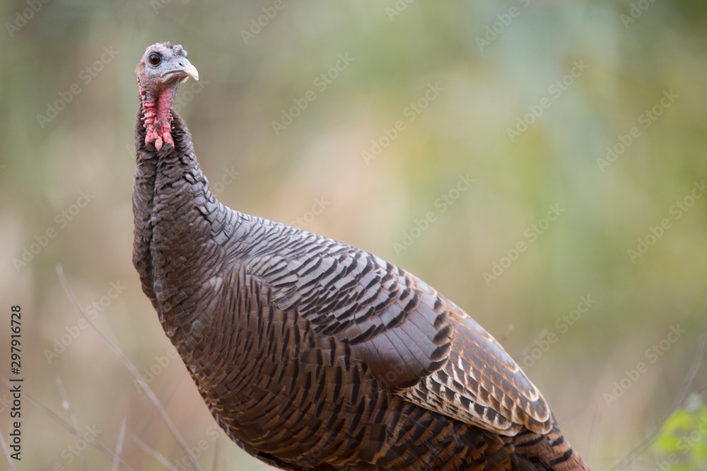 Fototapeta premium A Wild Turkey stands in front of a smooth background in soft overcast light.