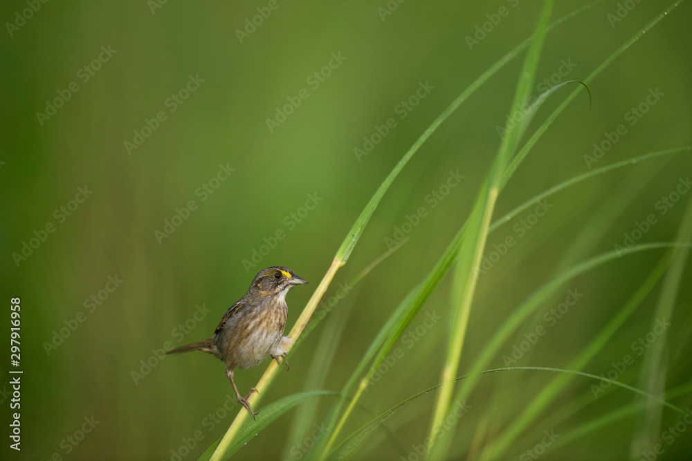 A nice looking Seaside Sparrow perched in in bright green marsh grass in the really soft morning sunlight. A nice looking Seaside Sparrow perched in in bright green marsh grass in the really soft morning sunlight.