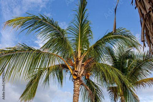 palm trees on the beach © Ignacio